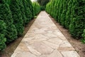 Perspective view of the stone path in the shady juniper alley.