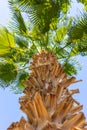 Perspective view of a tall palm tree against a blue sky. Palm tree, view from below, vertical shot. Palm tree trunk with green Royalty Free Stock Photo