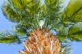 Perspective view of a tall palm tree against a blue sky. Palm tree, view from below, horizontal shot. Palm tree trunk with green Royalty Free Stock Photo