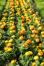 Perspective view to summer bloom flower bed of beautiful yellow marigolds. Vertical format. Royalty Free Stock Photo