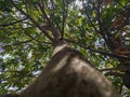 Perspective view from the trunk of a mango tree.