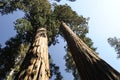 Perspective view of two giant sequoia trees