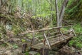 Perspective view of wooden bridge in deep forest