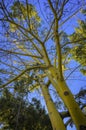 Perspective view of yellow tree