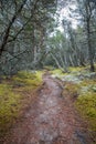 Perspective of walking trail in a pine forest. Royalty Free Stock Photo