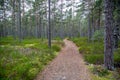 Perspective of walking trail in a pine forest.