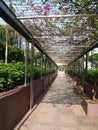 Perspective Walkway