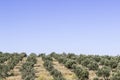 Perspective wide shot of olive trees on the open hill at Izmir in Seferihisar