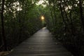 Perspective of wood bridge in mangrove forest crossing water stream and glowing light at the end of wooden ways Royalty Free Stock Photo