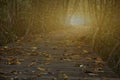 Perspective of wood bridge in mangrove forest crossing water stream and glowing light at the end of wooden ways Royalty Free Stock Photo