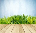 Perspective wood over tree leaves and blue cement wall Royalty Free Stock Photo