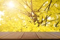 Perspective wood table and fully yellow of Ginkgo. Royalty Free Stock Photo