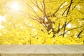 Perspective wood table and fully yellow of Ginkgo autumn leaves w Royalty Free Stock Photo