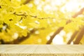 Perspective wood table and fully yellow of Ginkgo autumn leaves w Royalty Free Stock Photo