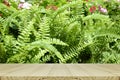 Perspective wood window display with Green garden background. Royalty Free Stock Photo