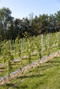 Perspective of young vine stocks in a new modern vineyard