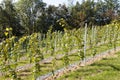 Perspective of young vine stocks in a new modern vineyard