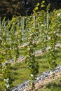 Perspective of young vine stocks in a new modern vineyard