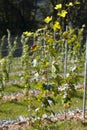 Perspective of young vine stocks in a new modern vineyard