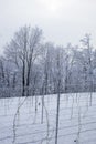 Perspective of young vine stocks in a winter