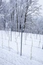Perspective of young vine stocks in a winter
