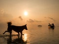 Perspectives silhouette of happy dog running in the sea at sunrise in summer time with long tail fishing boat reflect with water Royalty Free Stock Photo