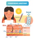 Perspiring Anatomical Skin Cross Section Vector Illustration Diagram with Sweat Secreting Cells.