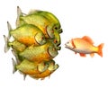 Persuasion concept, goldfish and piranhas Royalty Free Stock Photo