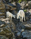 Two mountain goats carefully studying a rocky trail down a mountainside