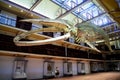 Perth, Australia - December 7, 2020: Skeleton of a blue whale at the Western Australian Boola Bardip museum