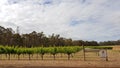 Perth Western Australia grapes vines plantation