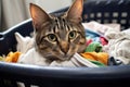 a perturbed cat awakened from sleep in a laundry basket Royalty Free Stock Photo