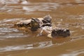 Peru, Amazon Rainforest, the Spectacled White or Common caiman, Caiman crocodilus Royalty Free Stock Photo