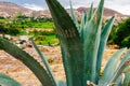 peru, APRIL 2019. An agave plant has been defaced with graffiti Royalty Free Stock Photo