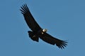 Peru, Arequipa, Colca Canyon, Andean Condor, Vultur gryphus. Royalty Free Stock Photo