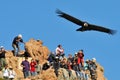 Andean Condor Vultur gryphus flying over some tourists in the Colca Canyon, Peru