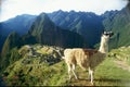 Peru Cusco archaeological site of the ruins of Machu Picchu ruins and llamas eating grass
