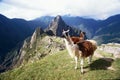 Peru Cusco archaeological site of the ruins of Machu Picchu ruins and llamas eating grass Royalty Free Stock Photo