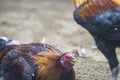 Peru fights, with cocks in a hacienda in the city