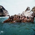 Peru picturesque island of Paracas with sea lions and penguins and birds in Pacific Ocean