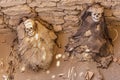 Mummies in the Chauchilla Cementery, Nazca, Peru Royalty Free Stock Photo