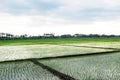 Peru Piura rice field cultivated and in harvest