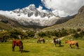 Peru - Santa Cruz trek Royalty Free Stock Photo