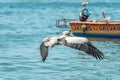 Peru - September 21, 2022: A pelican flies over the ocean near fishing boats Royalty Free Stock Photo