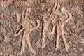 Peru, Toro Muerto Petroglyphs