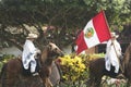 Peru traditional paso horses with chalan with their typical clothes on a hacienda with their Peruvian flag