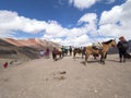 Tourists and horses at the top of a mountain under blue sky Royalty Free Stock Photo