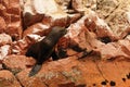 Peru, wildlife on Islas Ballestas near Paracas Royalty Free Stock Photo