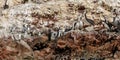 Peru, wildlife on Islas Ballestas near Paracas Royalty Free Stock Photo