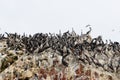 Peru, wildlife on Islas Ballestas near Paracas Royalty Free Stock Photo